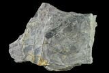 Pennsylvanian Horsetail (Calamites) Fossil - Kentucky #137713-2